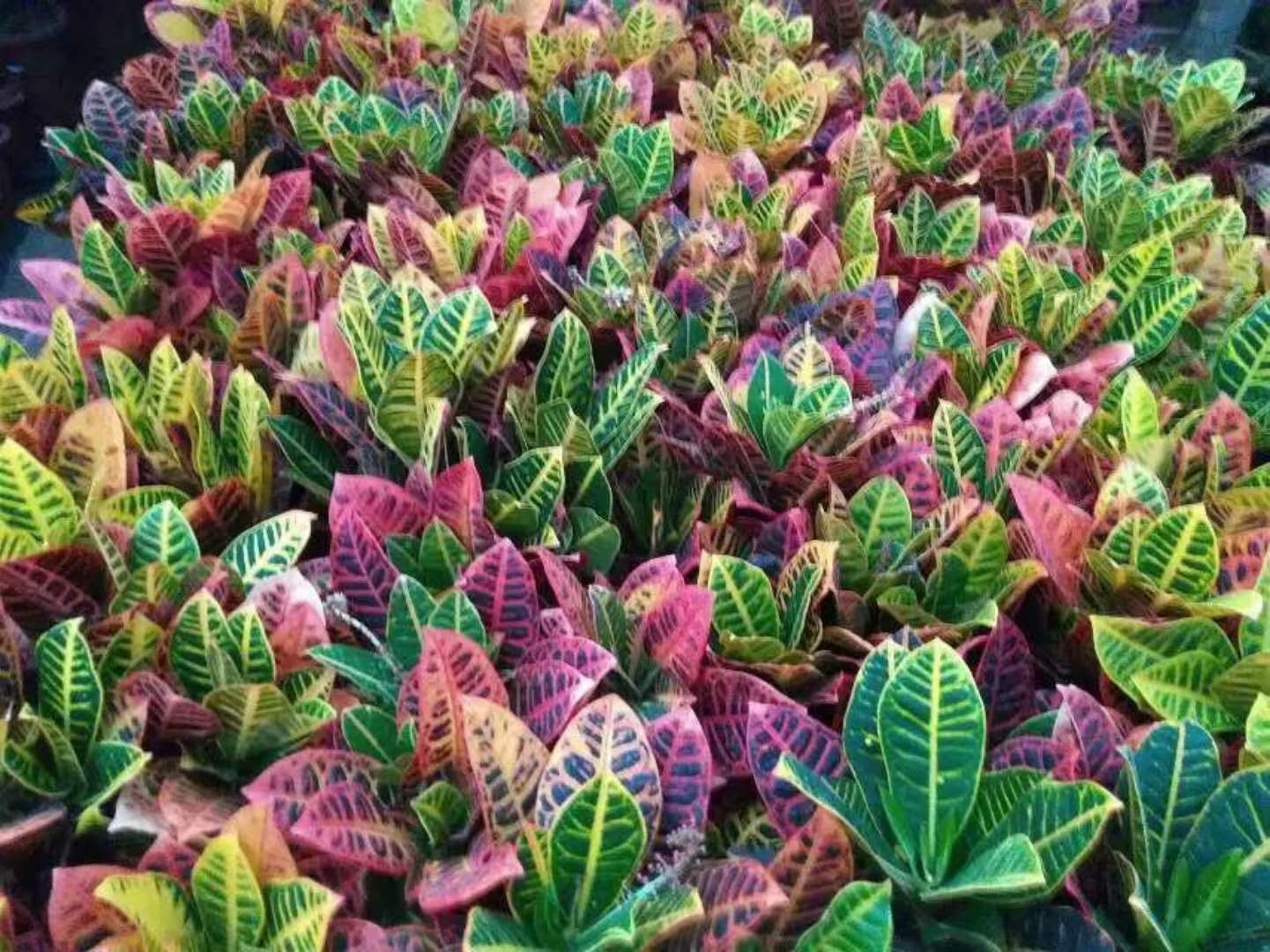 基地綠植類辦公場所室內綠植觀葉類，觀花類，盆景類，多肉植物類齊全均可選擇
